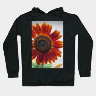 Sunflower Series XV Hoodie